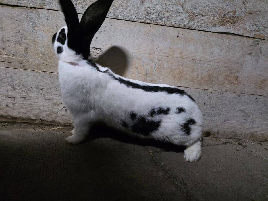 Iepure urias pestriț german