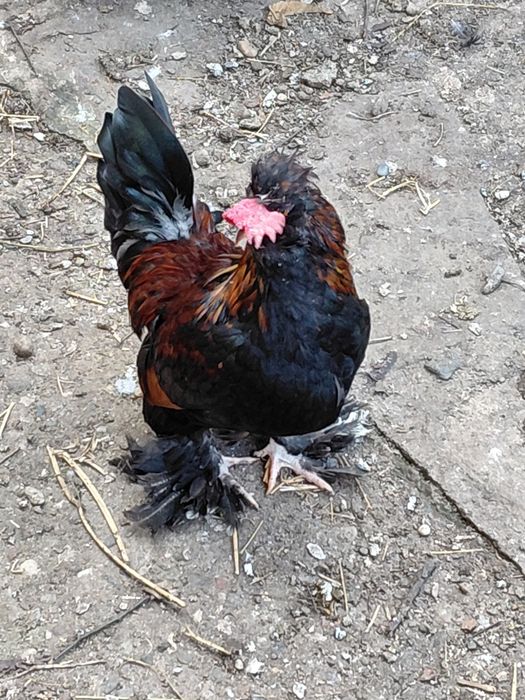 Cocos motat mare și pitic