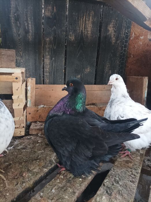 Porumbei mondaini francezi