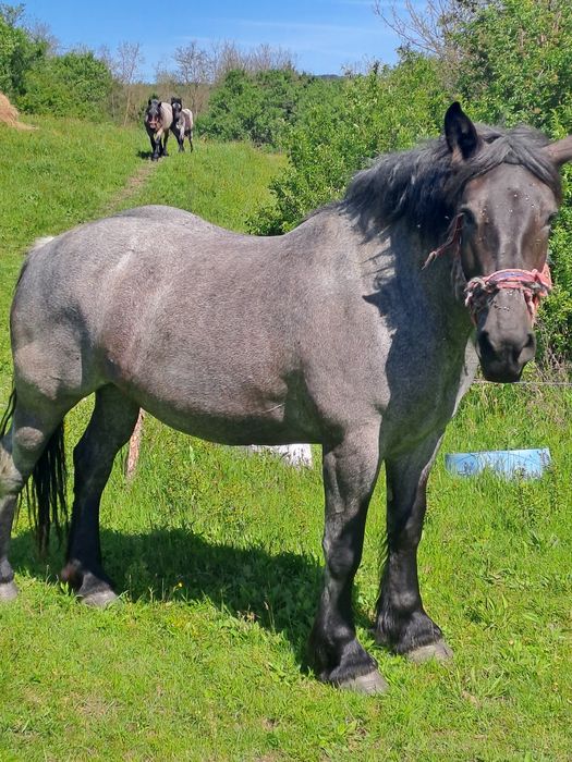 Vând mânză de 3 ani și 2 luni