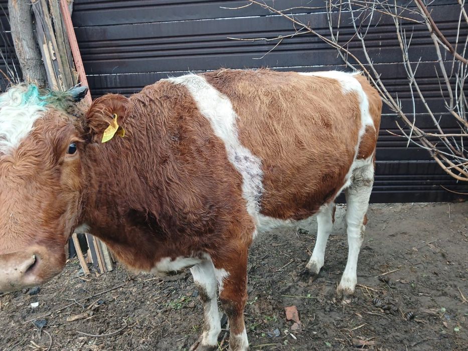 Продам коров 6 голов