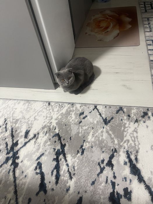 Выслоухо британский для взязка