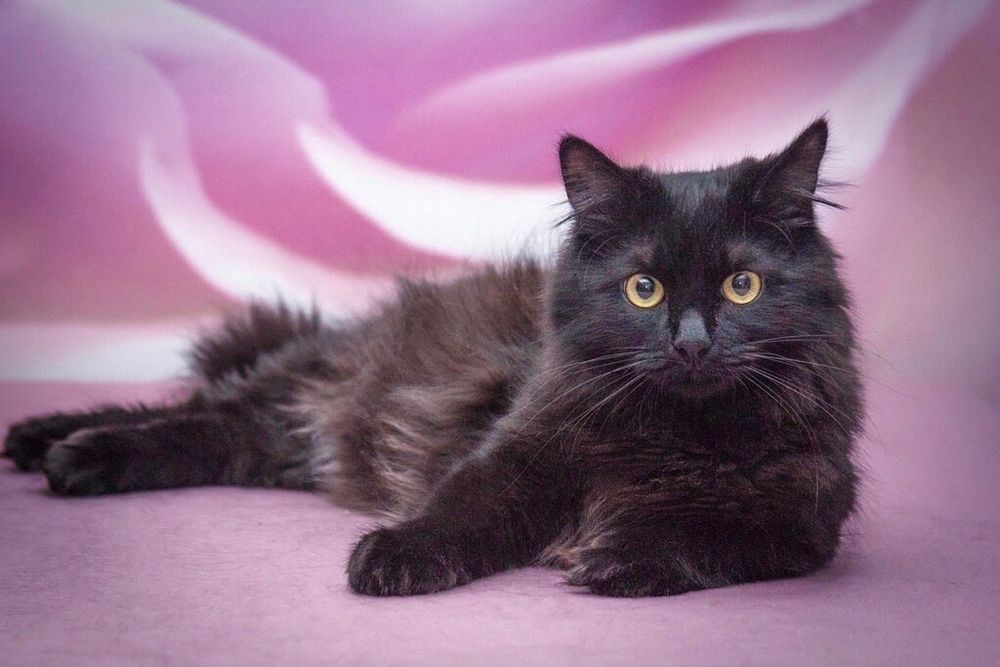 Котенок в заботливую семью