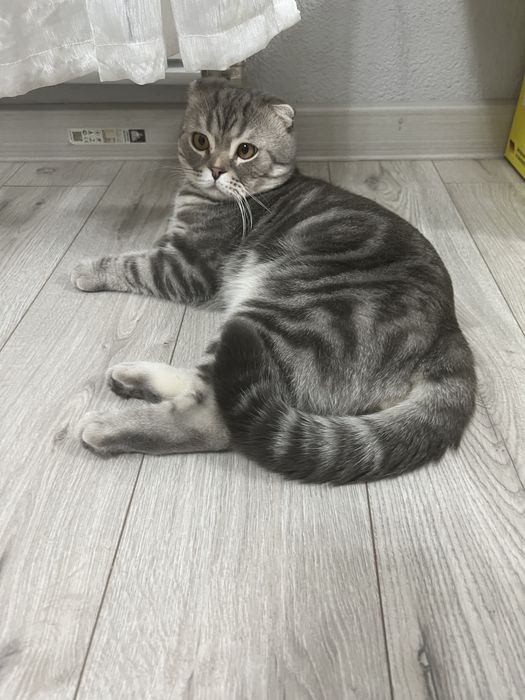 Шотландский вислоухи кот