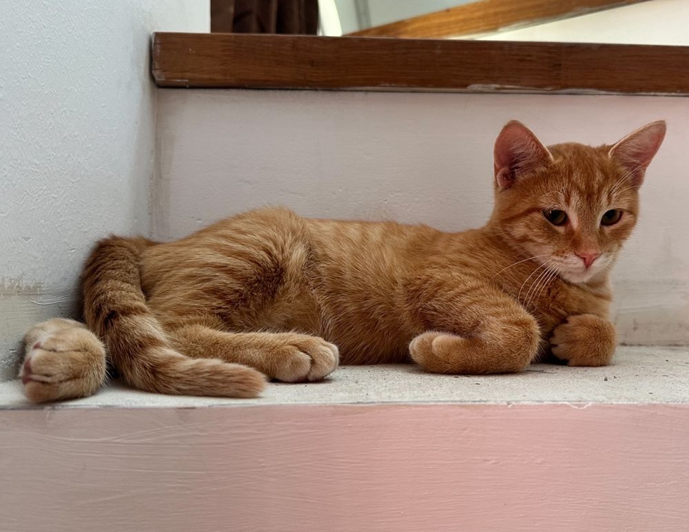 Джинджифилово коте момче, моля, прочетете описанието