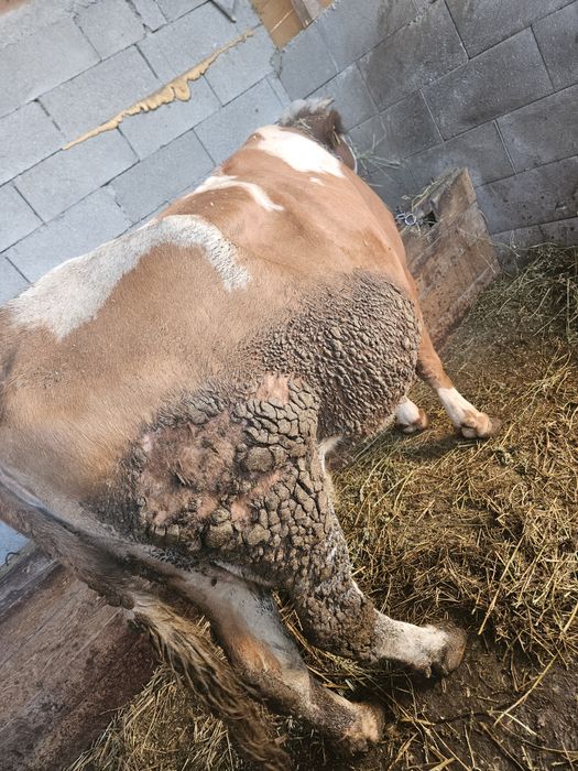 Vând vaca cu vițel