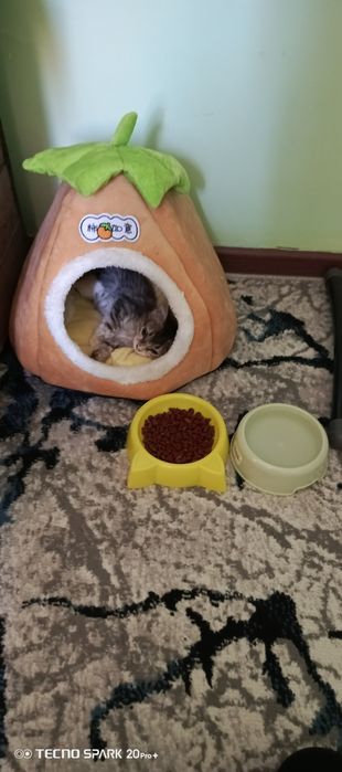 Mushuk tekinga beriladi