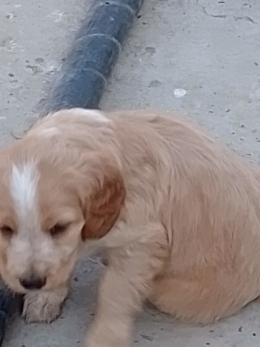 Продаётся щенки русский спанель