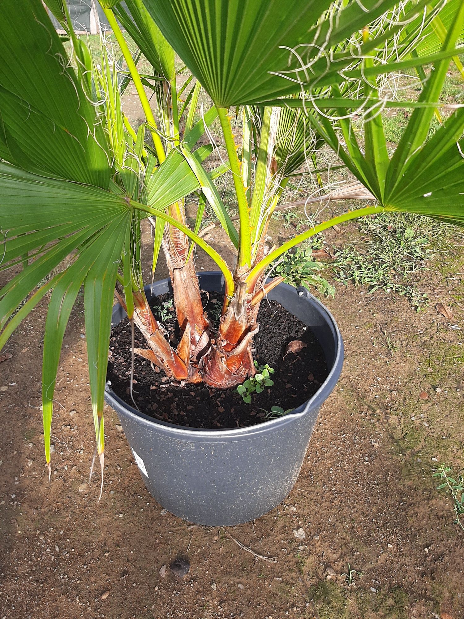 Vând palmieri Washingtonia