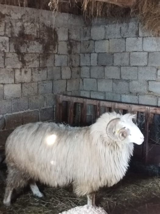 Strămior băl de vânzare