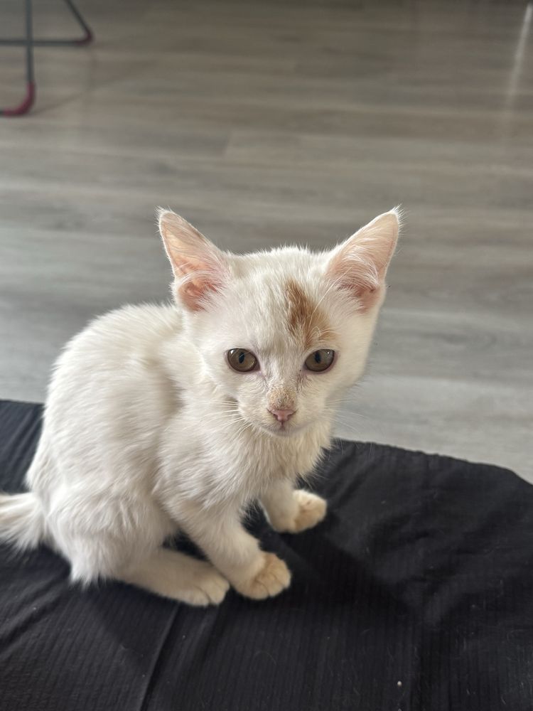 Отдаем котенка В ДОБРЫЕ РУКИ