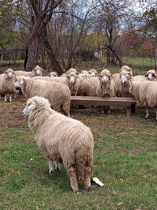 De vânzare 20 oi . Preț 1000 lei bucata