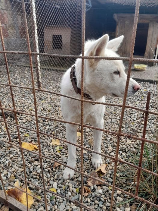 Търсим грижовни стопани.