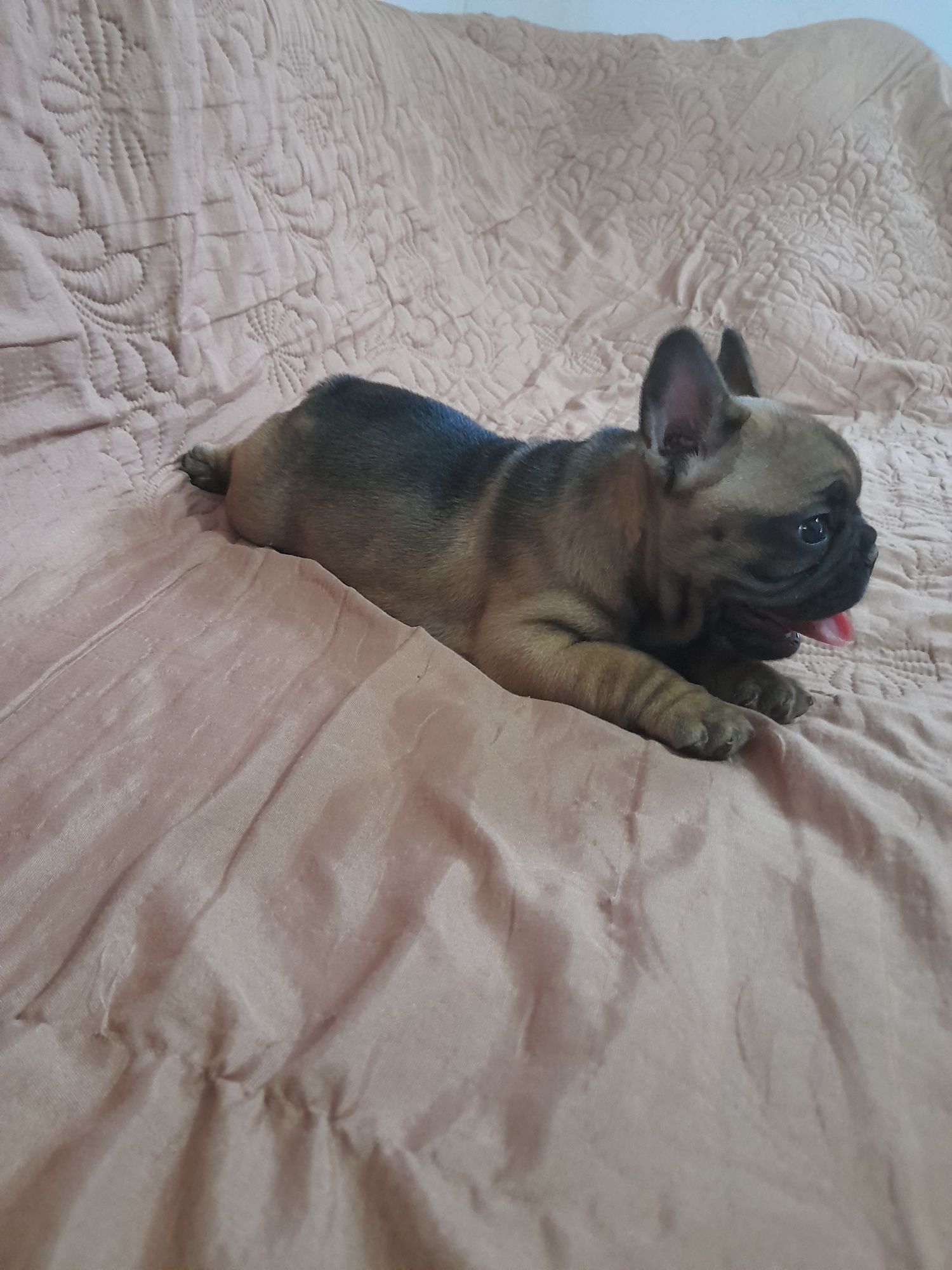 Bulldog francez talie mica