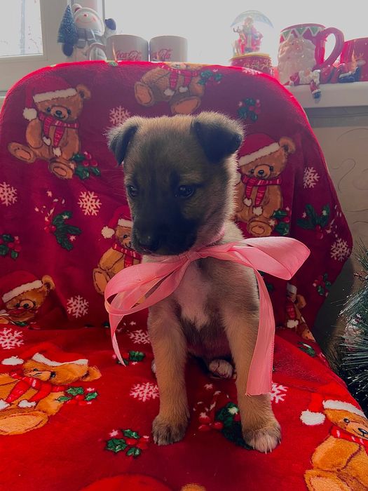 Бебе кученце, момиче