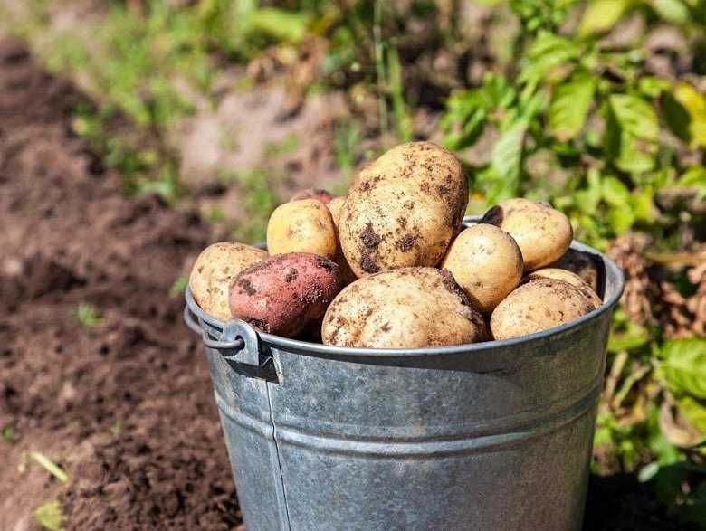 Продам домашний картофель, черноплодную рябину, облепиху, виноград.