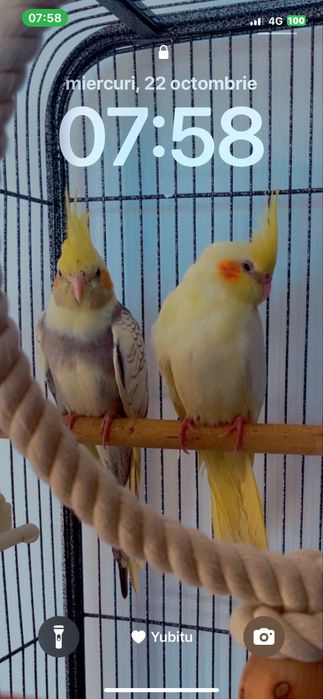 Vand papagali nimfa varsta 4 luni