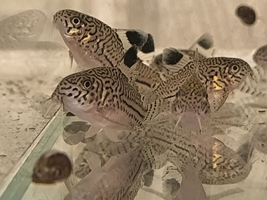 Коридорас Джули  своего разведения