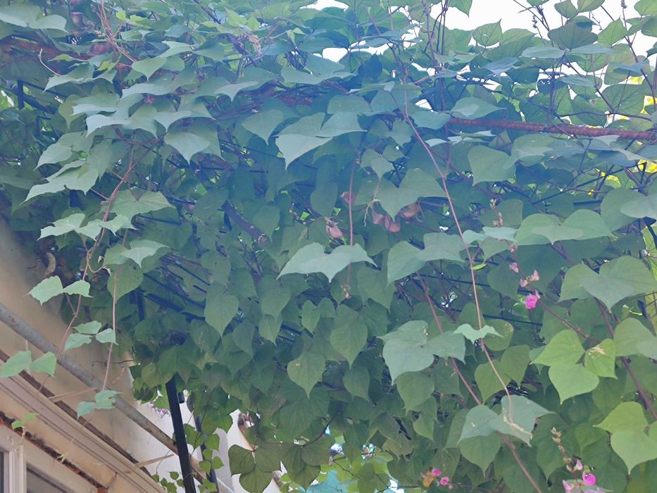 Продаются семена долихоса,