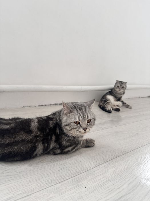 Шотландский прямоухий на вязку