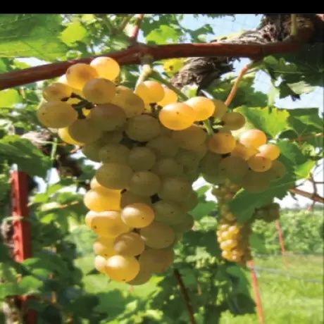 Viata De Vie Altoită (De Vin alb )