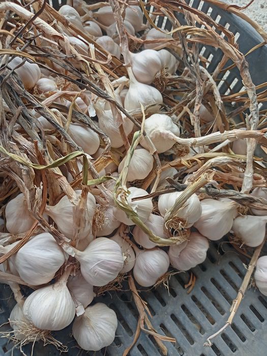 USTUROI românesc fasole arpagic de Copălău