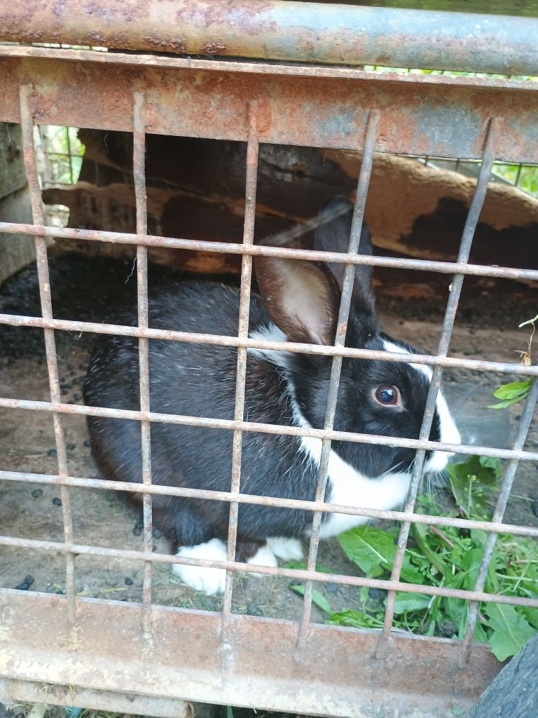 Vând iepure de rasă pitică
