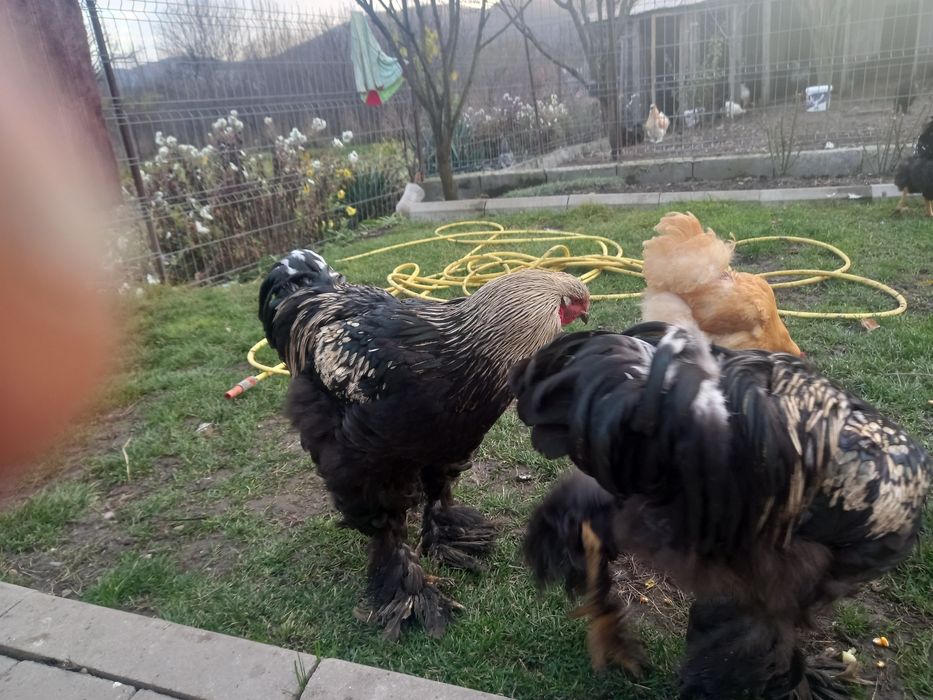 Cocosi brahma pe negru