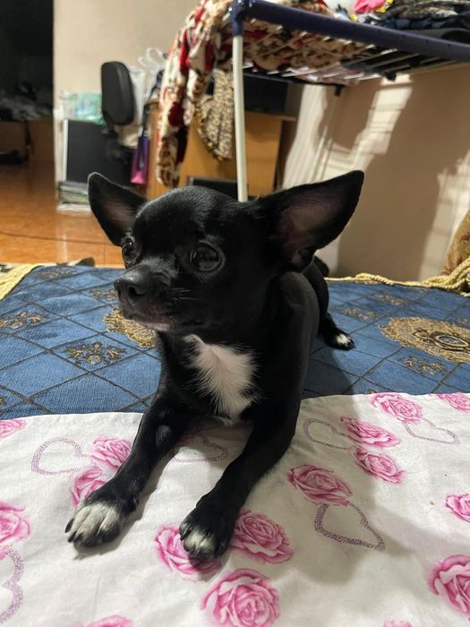 Чихуахуа девочка