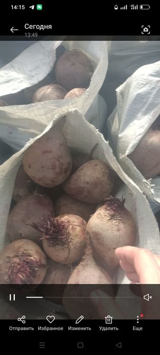 Свекла крупная на тендер