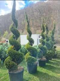 Plante ornamentale, spirale, pon pon, Tuia smaragd, palmieri, leylandi