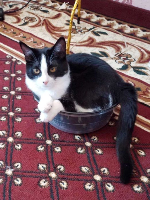 Отдам кота бесплатно на участок