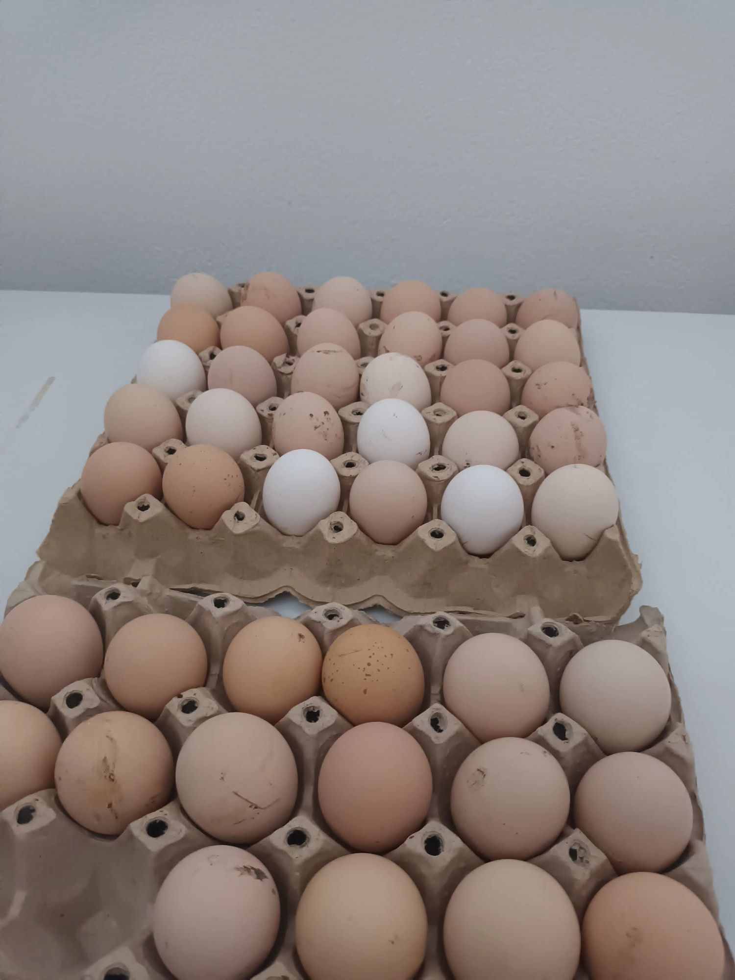 Ouă de găină 100%AUSTRALOP