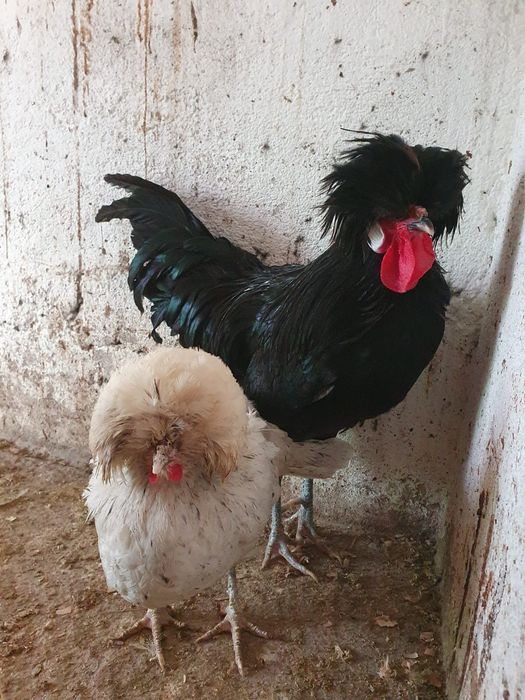 Vând motata olandeză