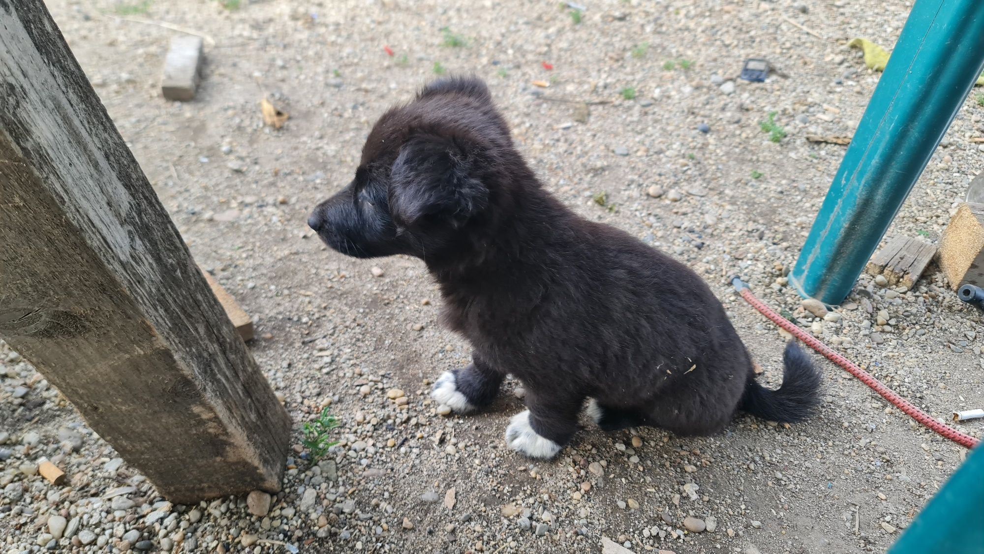 Ofer spre adoptie 2 catelusi dragalasi (baieti)