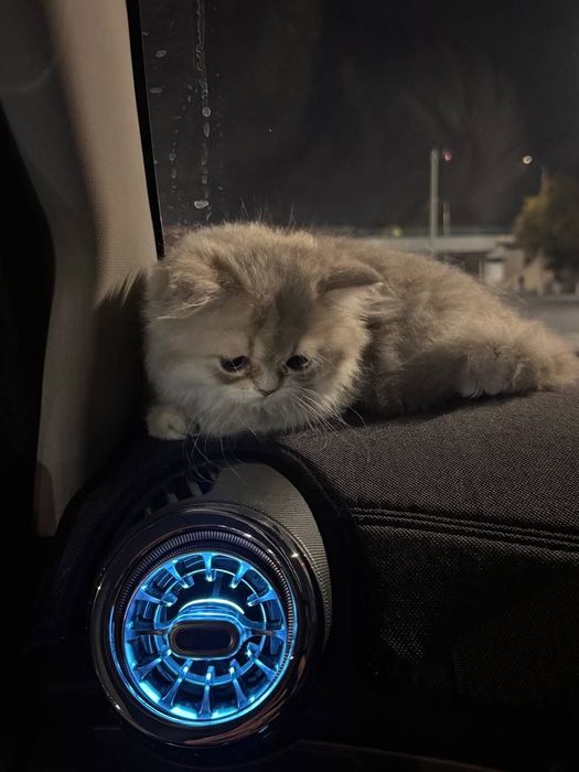 Кошка персидской породы