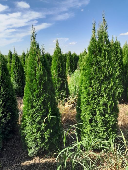 Vând tuia smaragd diferite dimensiuni din propria producție