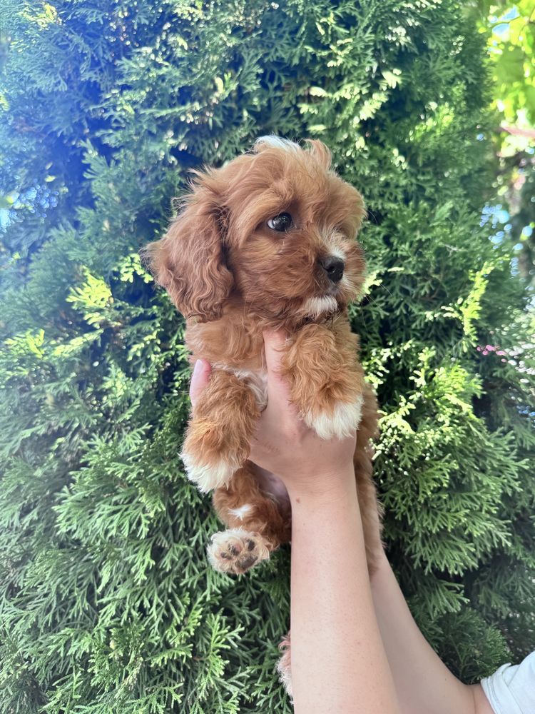 Кавапу/Cavapoo/мъжко и женско