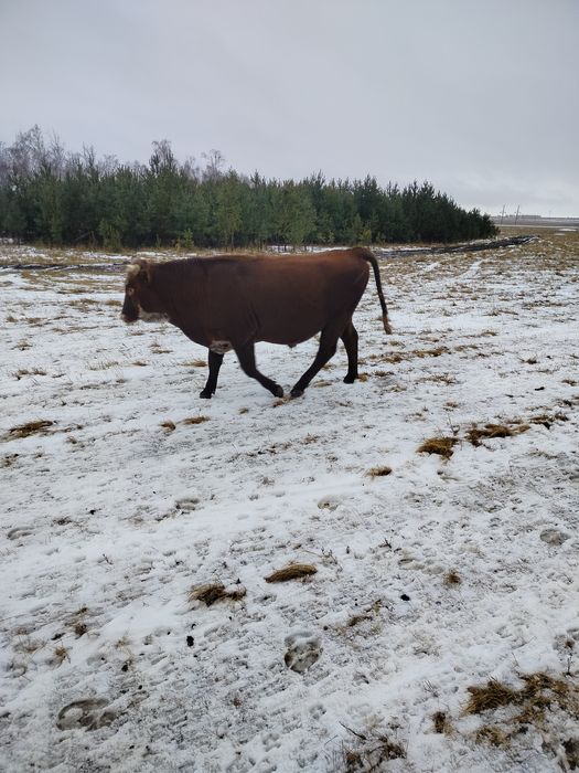 Продам бычек ак бас на куздик