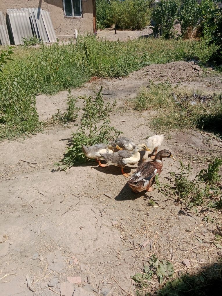 Фаварит  орделари 8 та
