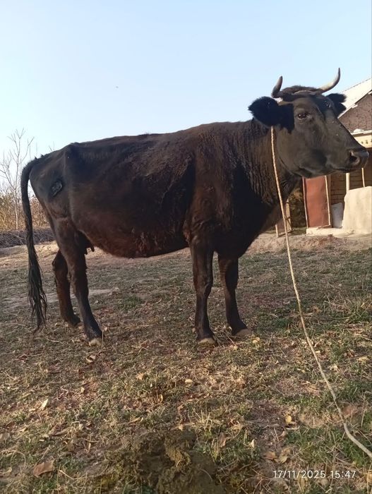 Sigir sotiladi sogʻlom ishonchli yeb ichishi zoʻr

Bolasi 6 oylik gʻoʻ