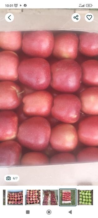 Американка сорт.