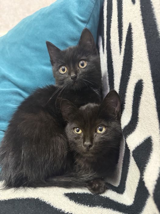 Черные котята бесплатно