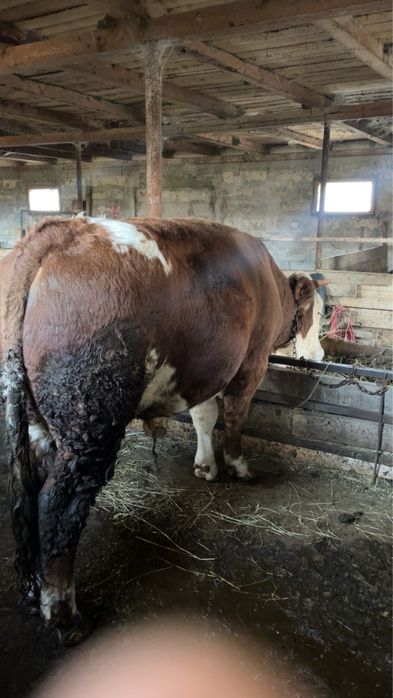 Vand vitel baltat german