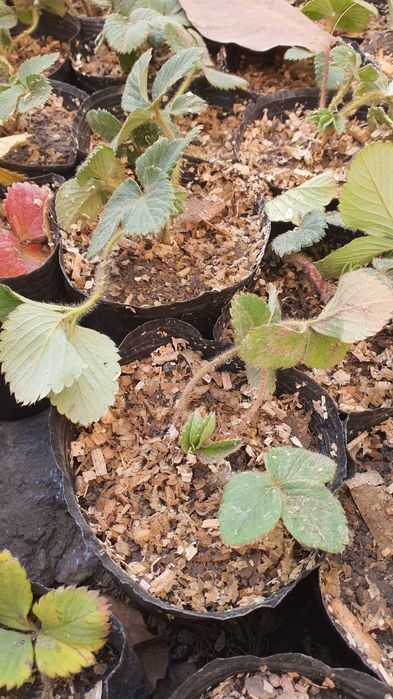 Клубника  сорт "Медовая "