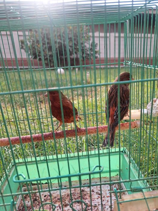 Kanareyka 1juft nar moda