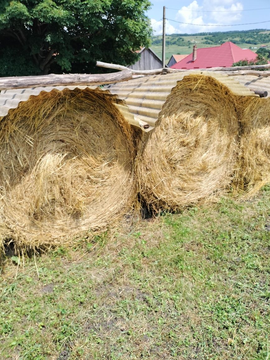 Vînd baloți de fin cu lucernă