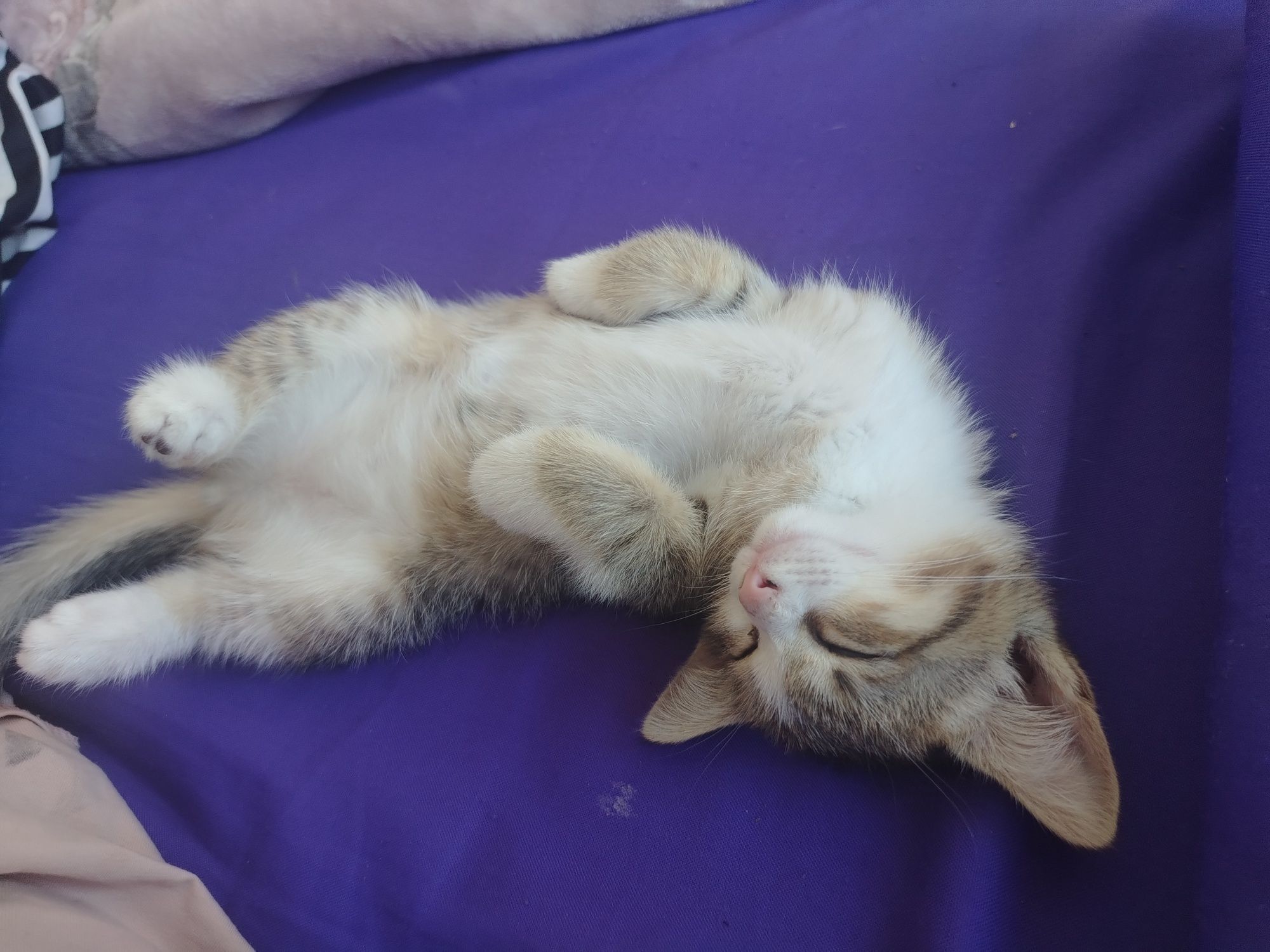 Котёнок 3 месяц бесплатно