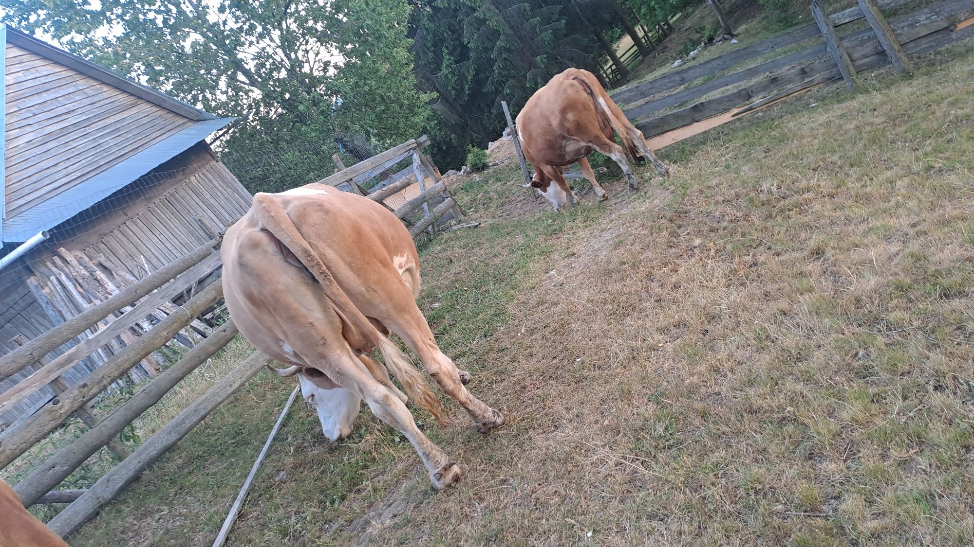 Vând vaca de 5,5 ani