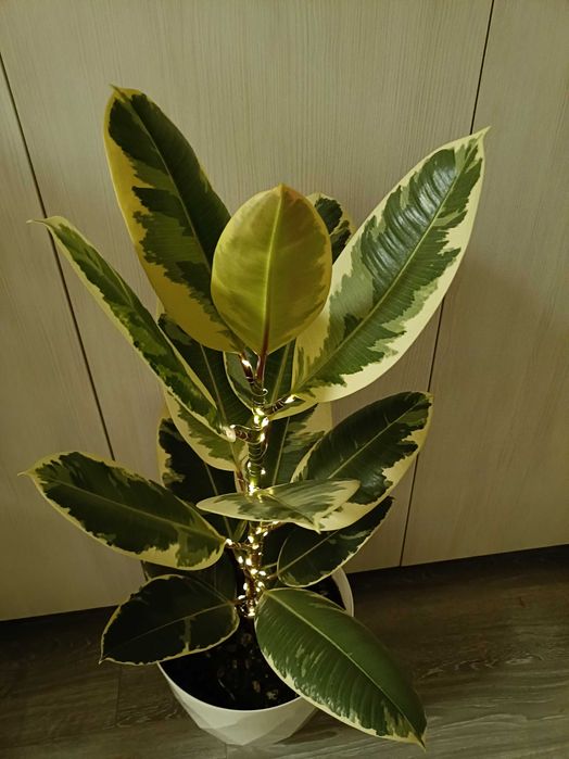 Ficus în degrade cu leduri luminoase